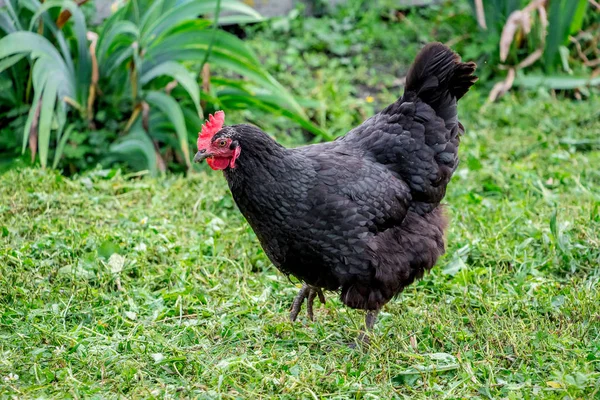Fekete Csirke Megy Kertben Gazdaság — Stock Fotó