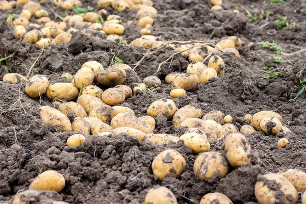 Картофельные Клубни Высохли Поле Земле Хороший Урожай Картофеля — стоковое фото