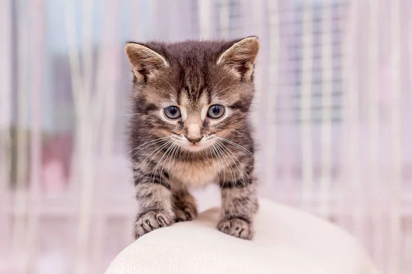 Pequeño Gatito Rayado Sobre Fondo Claro —  Fotos de Stock