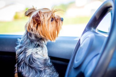 Doğurmak Yorkshire Terrier dümen yakınındaki bir arabada küçük köpek