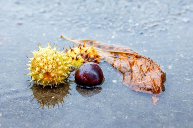 Yaprak ve kestane kasvetli sonbahar günü yağmur azıyorum meyve