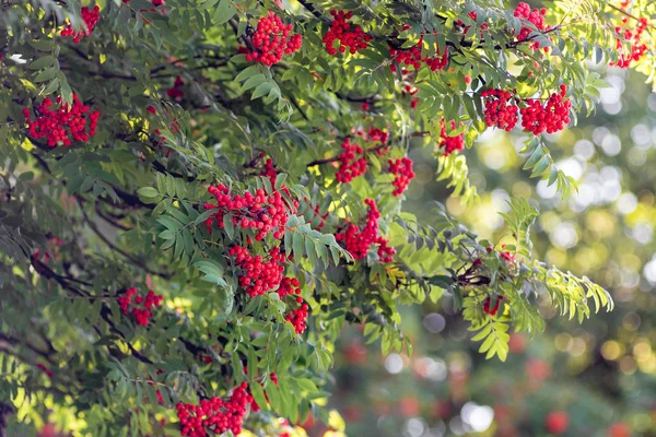 Rote Beeren Der Eberesche Auf Einem Baum Einem Klaren Sonnigen — Stockfoto