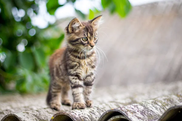 Malá Pruhovaná Kočka Sedí Střeše Domu — Stock fotografie