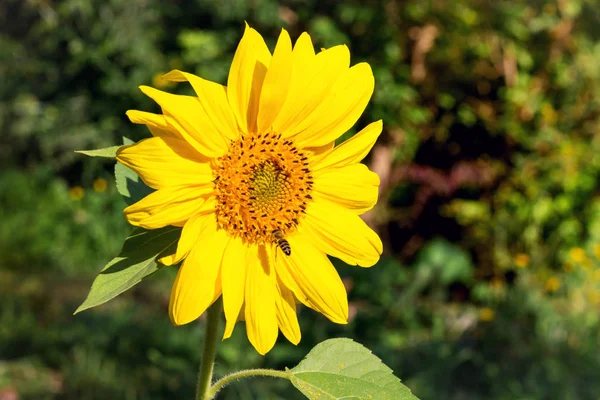 Great yellow sunflower flower on a clear autumn day