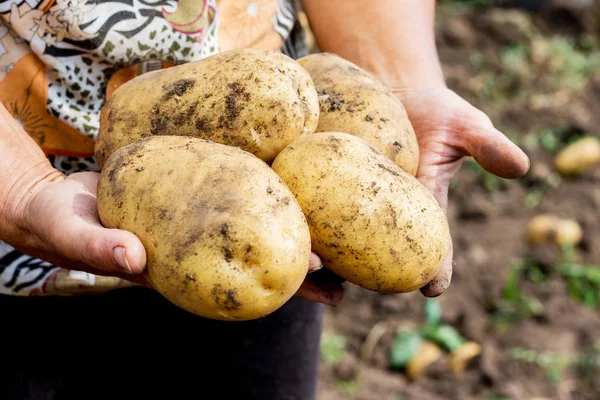 Женщина Держит Руках Большие Картофельные Клубни Хороший Урожай Ферме — стоковое фото