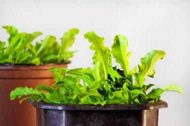  pot, vitamin kaynağıdır, vejetaryenler için sağlıklı gıda yetiştirilen salata