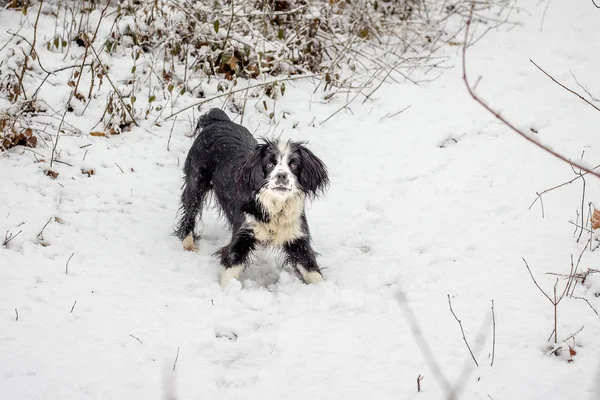 winter day, on a forest path - a small dog stares ahead