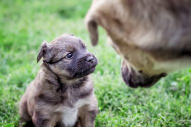 Büyük küçük köpeğe. Köpek yavrusu güven üzerinde büyük bir köpek ile görünüyor. Büyük köpek küçük bir tehdit ediyor