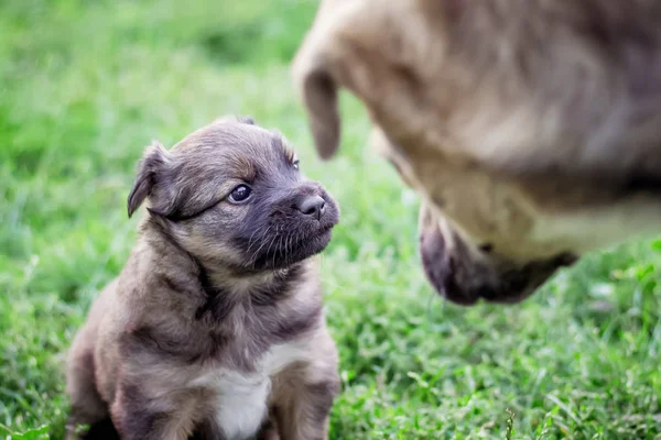 Cão Pequeno Perto Grande Filhote Cachorro Olha Com Confiança Cachorro — Fotografia de Stock