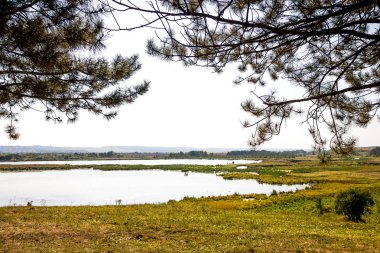 Ormandan gelen göl, Çamın dalları görünümünü gökyüzü göl yakınındaki arka plan üzerinde