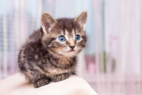 Genç Şirin Küçük Bir Kedi Yavrusu Ararken Mavi Gözlü — Stok fotoğraf