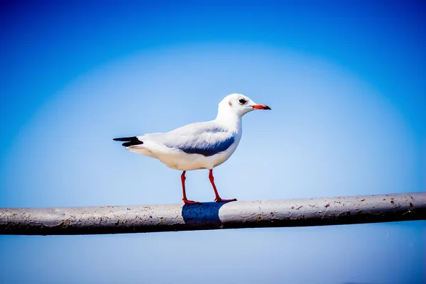 White Gull Wooden Pole Background Blue Sky — Stock Photo, Image