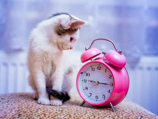 Gatinho Branco Olha Para Relógio Está Hora Pequeno Almoço — Fotografia de Stock