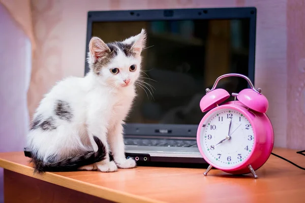 Pequeno Gatinho Branco Sentado Perto Laptop Relógio Começando Dia Trabalho — Fotografia de Stock