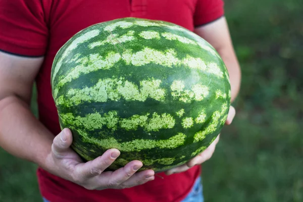 Een Man Heeft Handen Van Een Grote Rijpe Watermeloen — Stockfoto