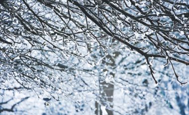 Kışın frost ile kaplı ağaçlar yoğun dalları