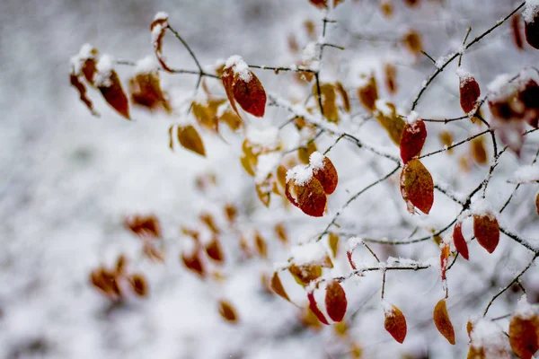 Braune Schneebedeckte Blätter Auf Zweigen Wintergarten — Stockfoto