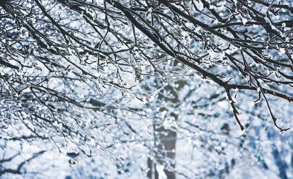 Ramos Densos Árvores Cobertas Geada Inverno — Fotografia de Stock