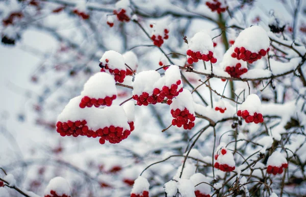The red berries of guelder rose covered with white snow in winter