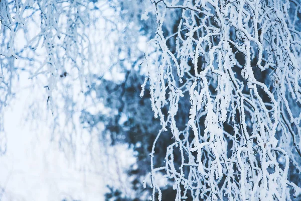 白樺の枝は 寒い冬の明るい朝の霜で覆われています — ストック写真