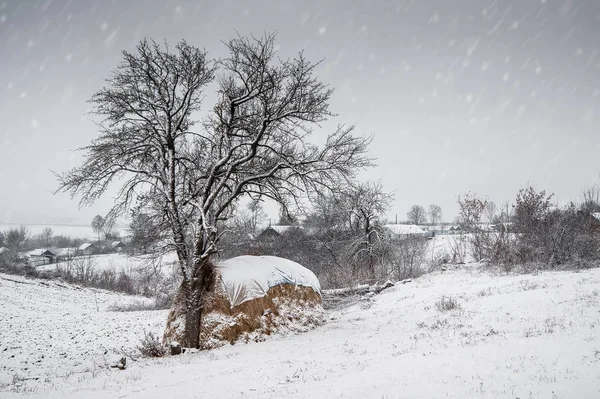 Uma Árvore Palheiro Campo Durante Queda Neve Inverno — Fotografia de Stock