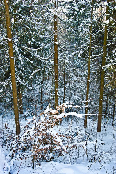 Paysage Hivernal Pins Dans Forêt Densément Recouverts Neige — Photo