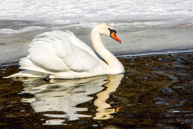 Beyaz Kuğu tarafından kar kaplı kıyıya yakın su