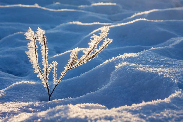 一个干燥的树枝覆盖着蓬松的霜冻 在早晨阳光下的纹理雪的背景下 — 图库照片