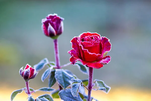 Červené Růže Květ Námraza První Podzimní Mrazy — Stock fotografie