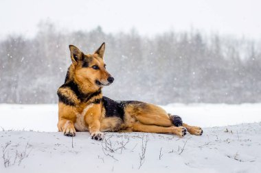 Köpek kış orman arka planda kar kar yağışı sırasında bırakır