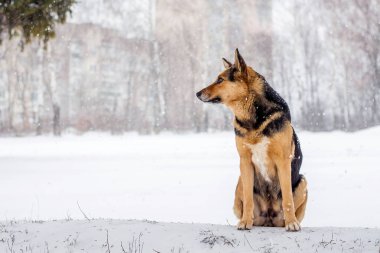 Köpek kış orman arka planda kar kar yağışı sırasında oturur