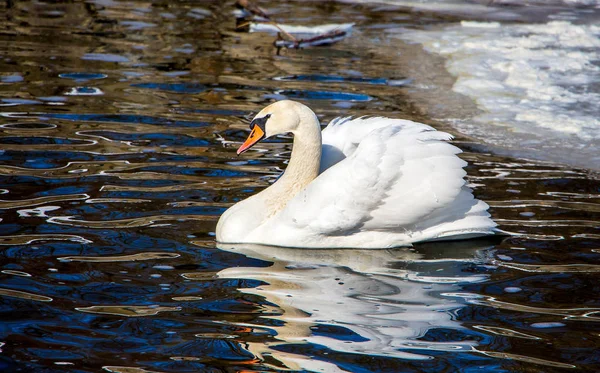Одинокий Лебедь Плавает Темной Воде Свободной Льда Ясный Зимний День — стоковое фото