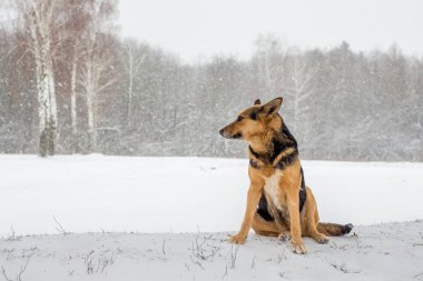 Köpek orman karşı kar kar yağışı sırasında oturuyor