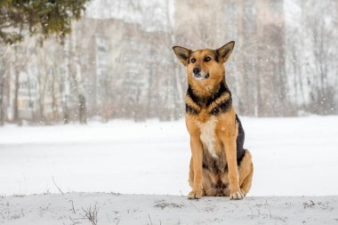 Köpek çok öykülü binaların zemin üzerine kar kar yağışı sırasında oturuyor
