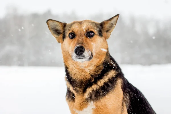 降雪クローズ アップ計画中にフォレストに対して雪の中で座っている犬 — ストック写真