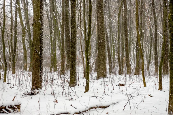 Arbres Fins Dans Forêt Hiver Chute Neige Dans Forêt — Photo