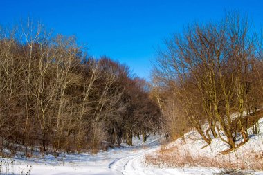 Karla kaplı yol ormanda yoğun ağaçları arasında. Ormanda kış
