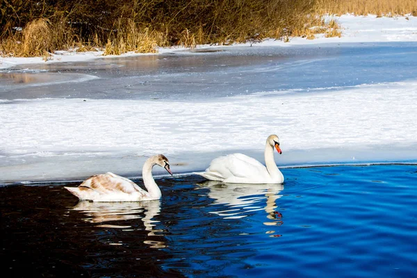 Two swans float in the winter along the blue waters of the river, whose shores are covered with snow