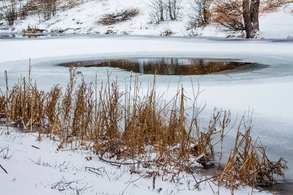 Canne Sur Rive Rivière Qui Gèle Paysage Hivernal — Photo