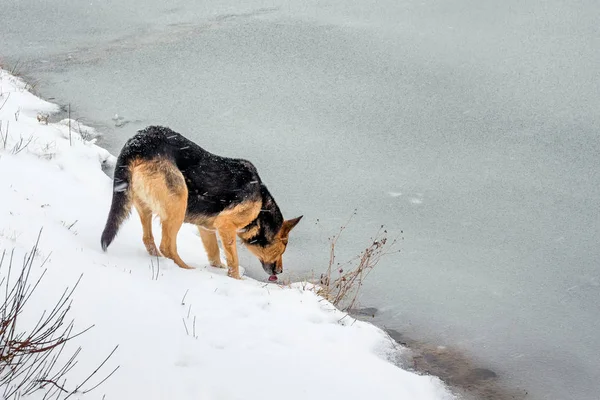 这条狗在冬天从河里喝水 在湖的冬天的一天 — 图库照片
