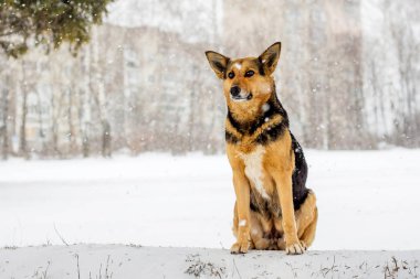 Kar yağışı sırasında kışın karda köpek oturur