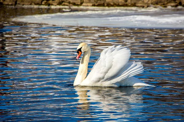 Cisne Flota Agua Claro Soleado Día Invierno Cisne Reflectante Agua — Foto de Stock