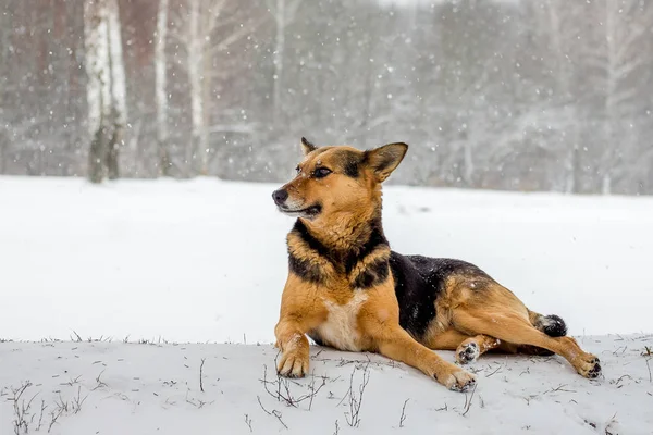 冬季は降雪時に雪に犬を産む — ストック写真