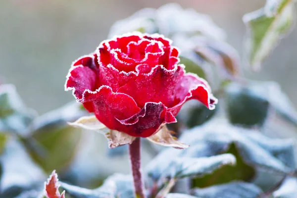 Rosa Vermelha Frio Gelo Nas Flores Primeiras Geadas — Fotografia de Stock