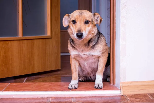 Dog at the door of the room. The dog wants to go into the room