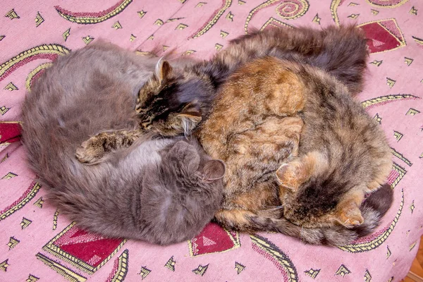 Drei Katzen Schlafen Zimmer Auf Der Couch — Stockfoto