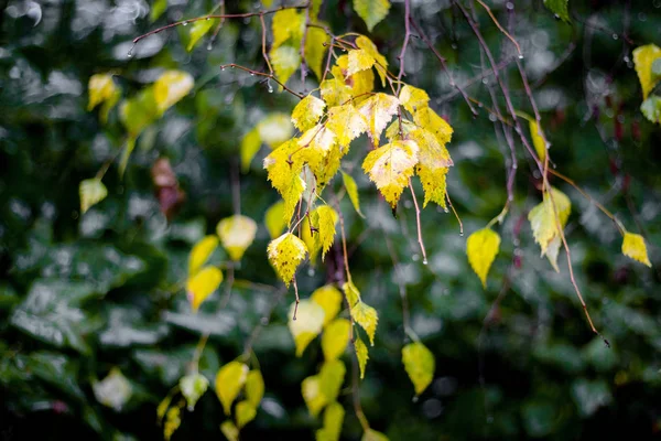 Wet Birch Branch Yellow Leaves Rainy Weather Rainy Autumn Day — Stock Photo, Image