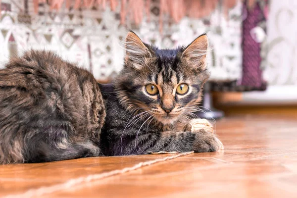 Jovem Gato Deita Chão Sala Olha Atentamente Para Objetivo Câmera — Fotografia de Stock