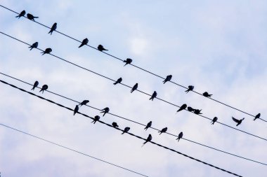 Kırlangıçlar karanlık bir gökyüzü arka planı elektrik telleri üzerinde siluetleri