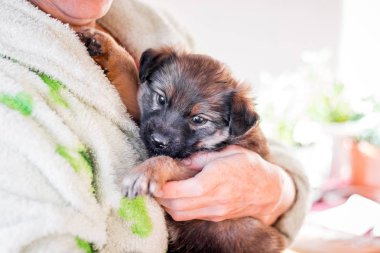 Bir kadın hasta bir köpek ellerinde tutan